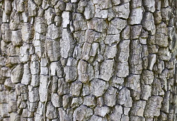 Textura cortexului copacilor . — Fotografie, imagine de stoc