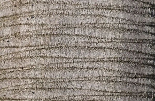Textura da casca da palma . Fotografia De Stock