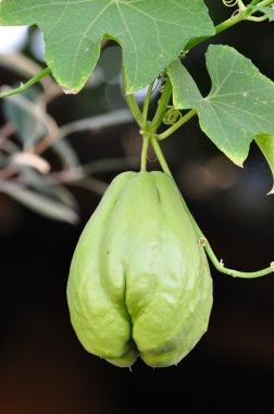 vegetables.Chayote (sechium sı).