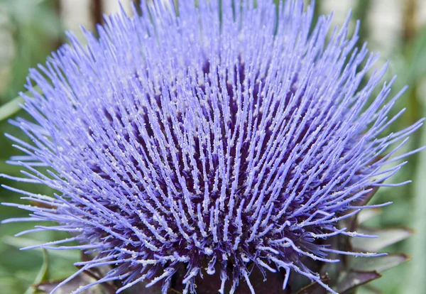 Stock image Artichoke.