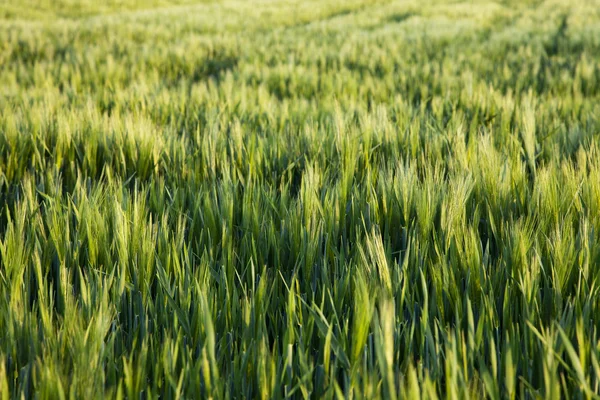 Verdes cereales de verano —  Fotos de Stock