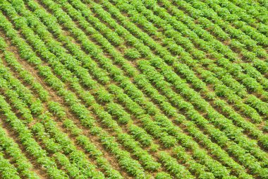 Field of potato agricultural clipart