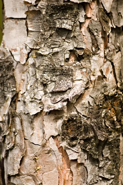 stock image Wood bark tree texture