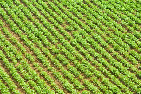 stock image Field of potato agricultural