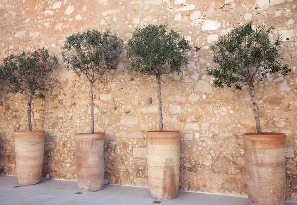 stock image Row of olive trees