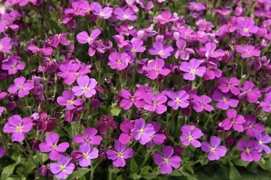 Phloks Douglas (Phlox douglasii) clipart