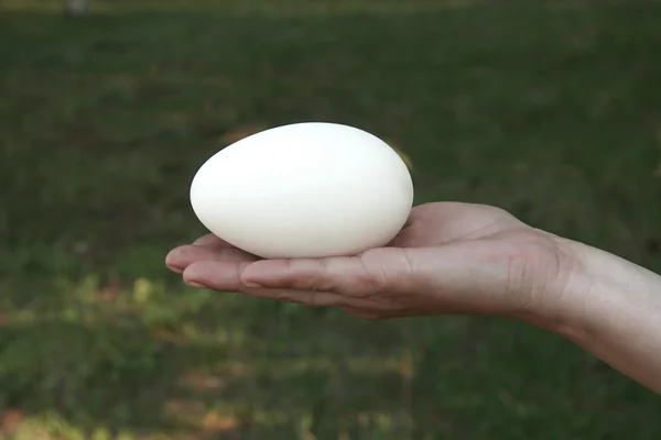 Αυγό στο χέρι — Φωτογραφία Αρχείου