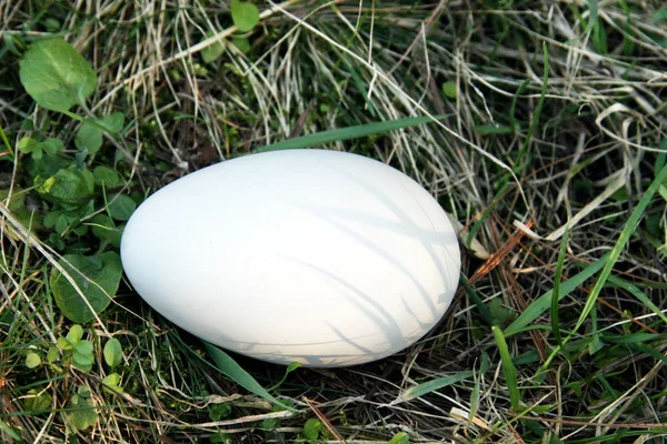 Çim beyaz yumurta — Stok fotoğraf