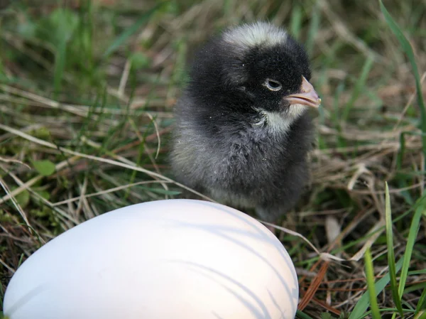 Little black chicken near white egg — Stock Photo, Image