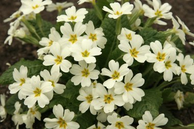 Primrose in the spring clipart