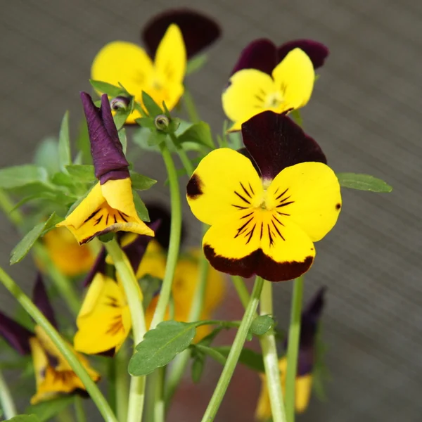 Puttana viola giallo — Foto Stock