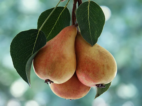 Pears on the bough — Stock Photo, Image
