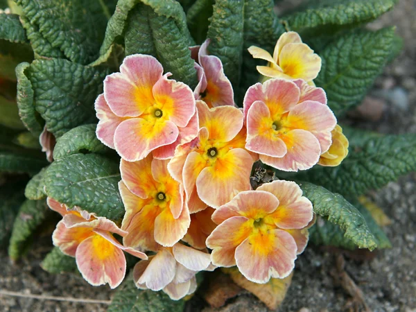 Kankalin-virágok — Stock Fotó