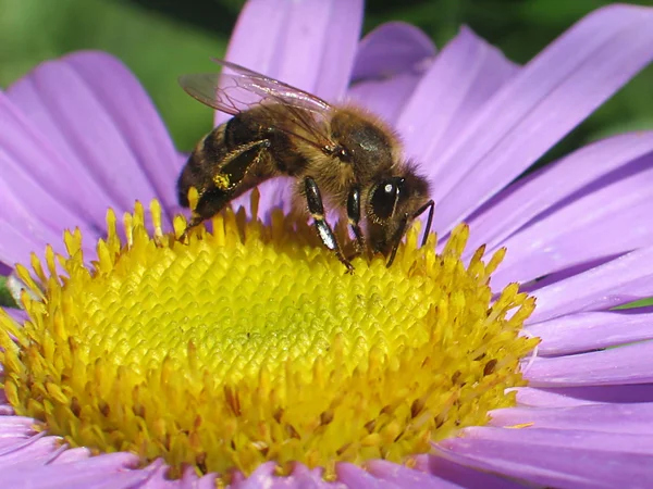 stock image Bee on workplace