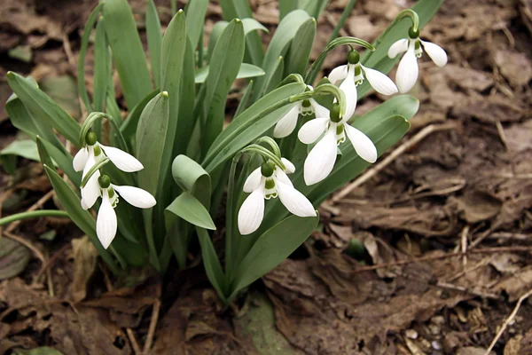 Snowdrop in the wood — Stock Photo, Image