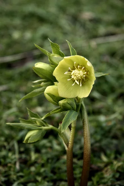 Helleborus (Ranunculaceae) ) — стоковое фото