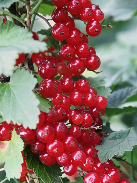 Cranberry bush — Stock Photo, Image