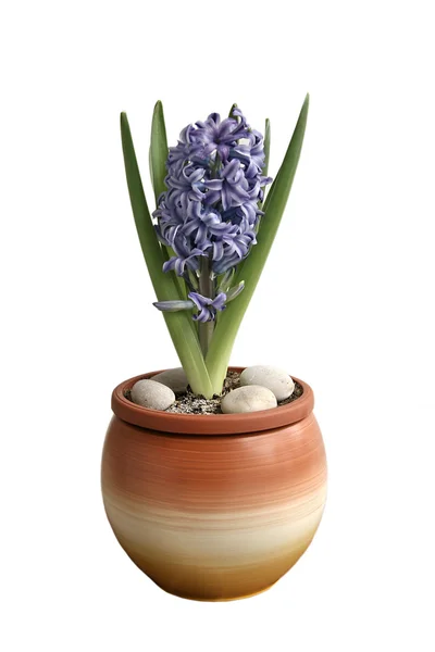 Modrý Hyacint v květináč — Stock fotografie