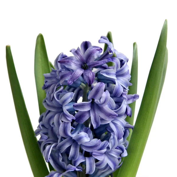 Синій Hyacinth на білому тлі — стокове фото