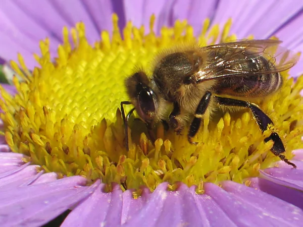 stock image Bee on the flower