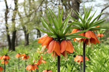 Fritillaria imperialis