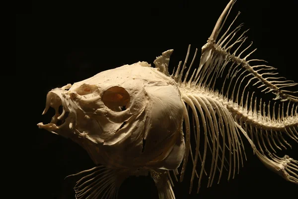 Squelette de poisson sur le fond sombre — Photo