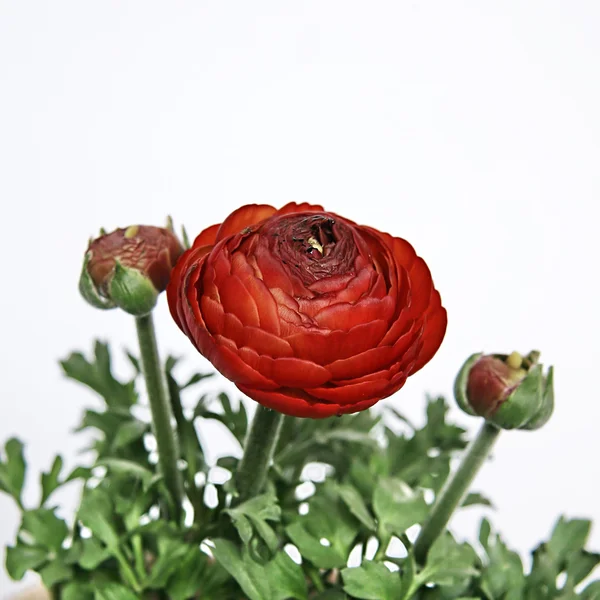 Květina Pryskyřník — Stock fotografie