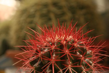 Red pin cactus clipart