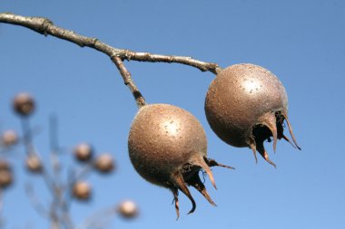 Medlars