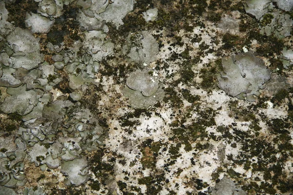 stock image Lichen