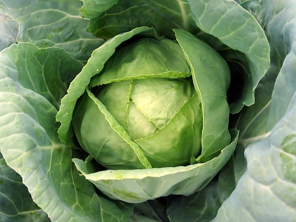 stock image Cabbage