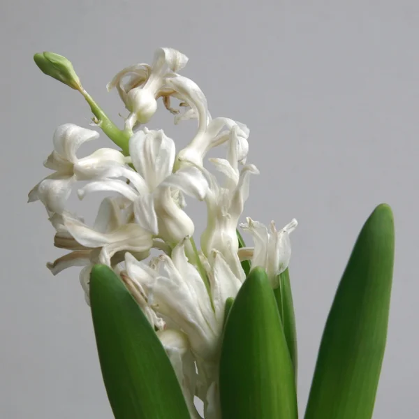 Гіацинт квітка — стокове фото