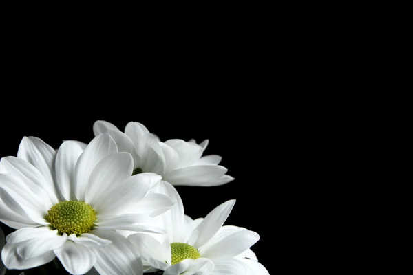 stock image Chrysanthemum on black