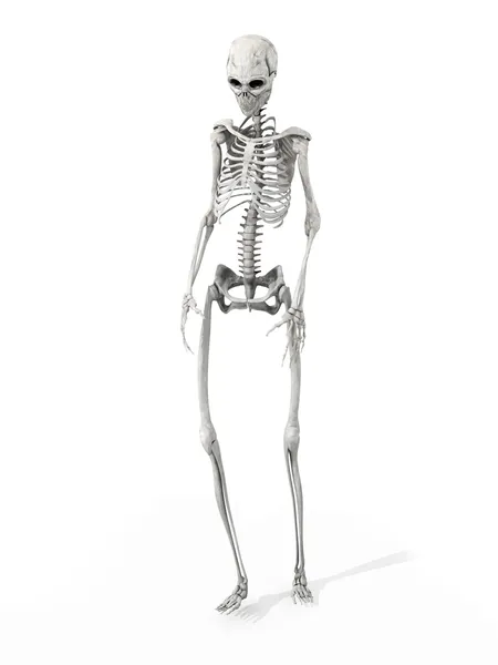 Ходячий скелет — стоковое фото