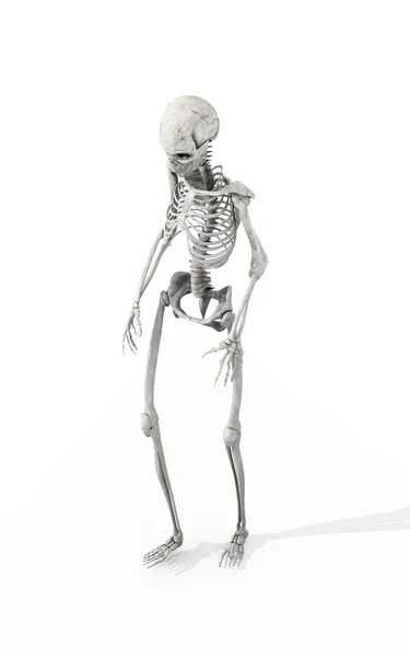 Squelette de marche — Photo