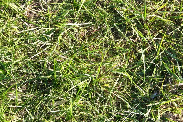 Tło łąka — Zdjęcie stockowe