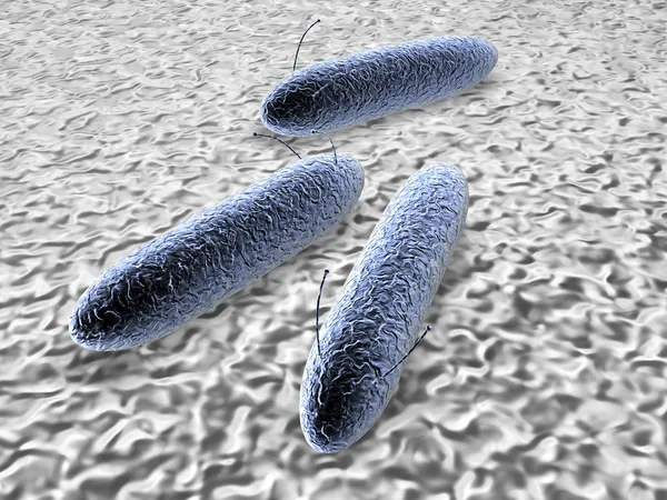 Bacterianos — Fotografia de Stock