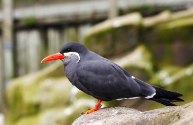 A male Inca Tern, Larosterna Inca