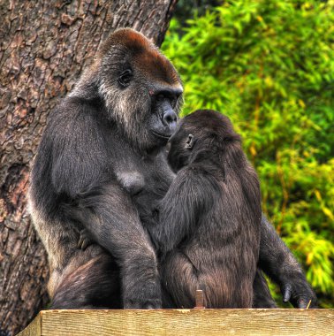 Mother and Baby Gorilla clipart