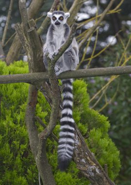 Ring Tailed Lemur, Lemur Catta clipart