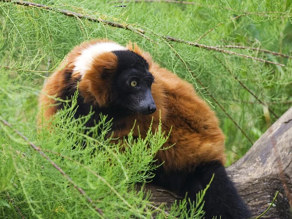 A Red Ruffed Lemur, Varecia Rubra — Stockfoto