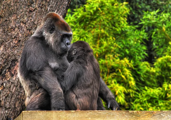 母亲和婴儿的大猩猩 — 图库照片