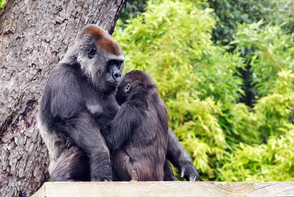 Una madre y un bebé goril — Foto de Stock