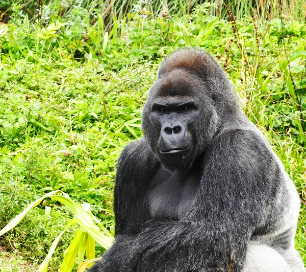 Nahaufnahme eines männlichen Silberrücken-Gorillas — Stockfoto
