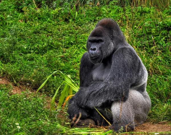 Männlicher Silberrücken Gorilla — Stockfoto