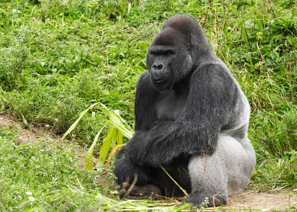Un gorille mâle adulte argenté — Photo