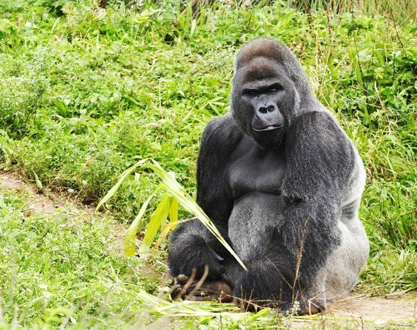 A férfi Ezüst vissza gorilla — Stock Fotó