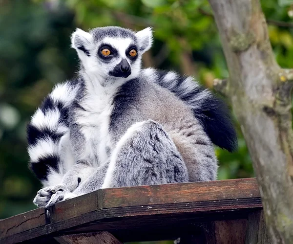 Een ring tailed lemur, lemur catta — Stockfoto