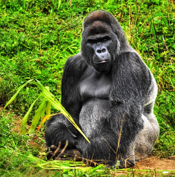 Gorila-prateado macho — Fotografia de Stock