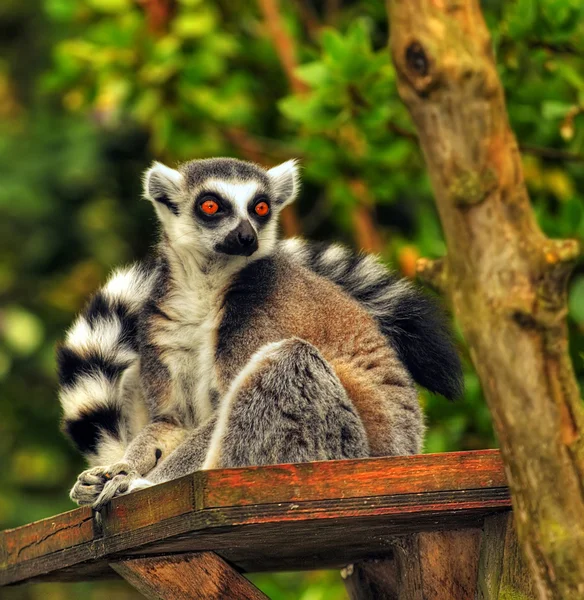 Ein Ringschwanzmaki, Lemurenkatze — Stockfoto